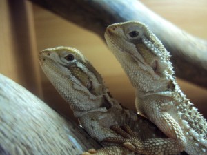 lizards